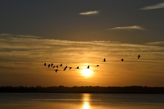 birds at dawn